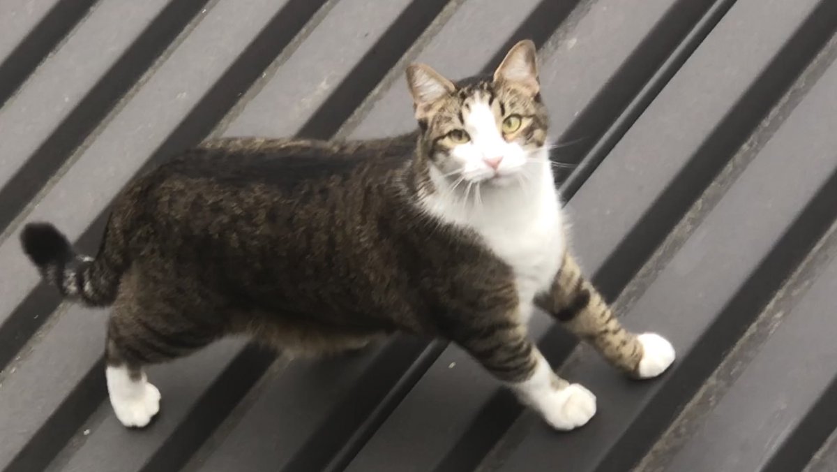 BestKindaWorst's tweet photo. This cat has constantly disrespected my macaroni boundaries RT if you agree! https://t.co/kqiFTv36ot