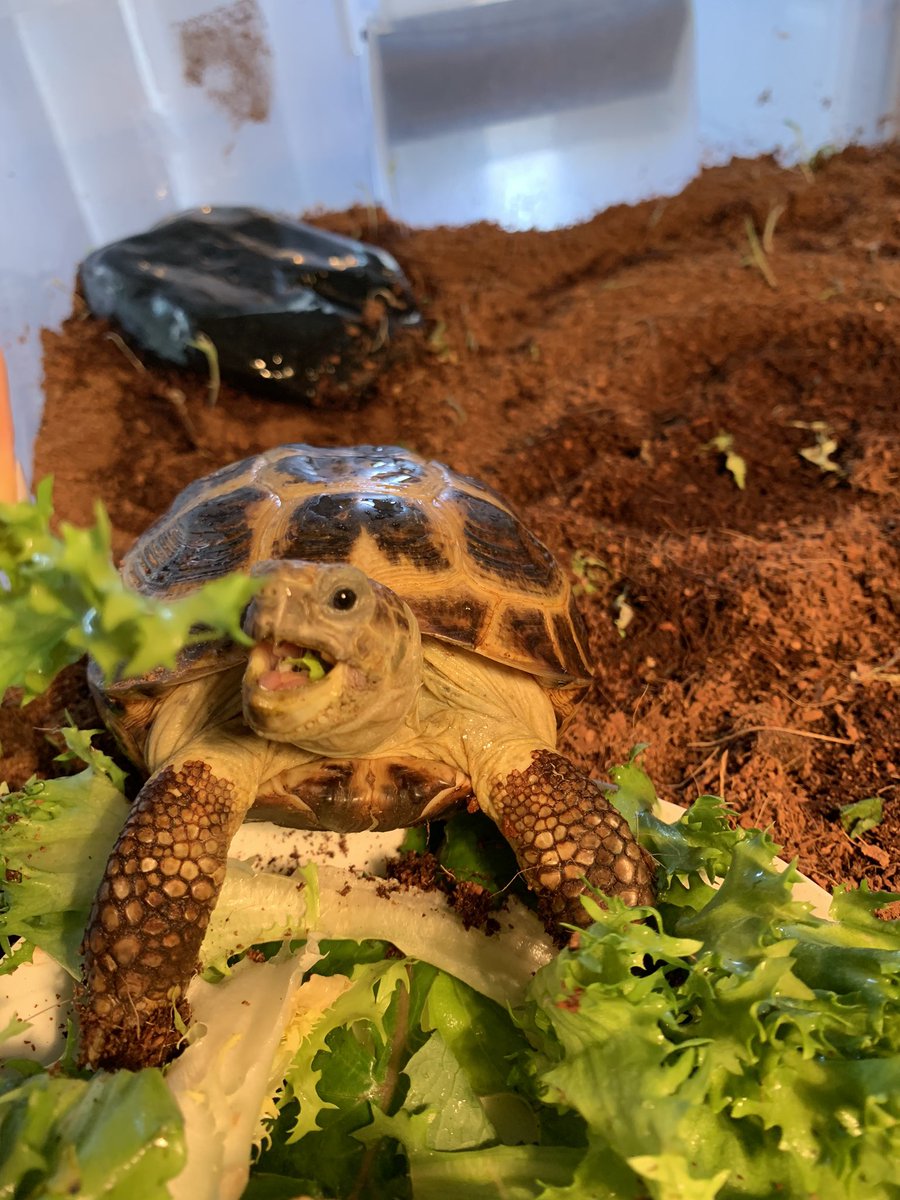 blinkblindly's tweet photo. @RoseCocoVT this is billie my russian tort!! https://t.co/AmEpYzbsNo