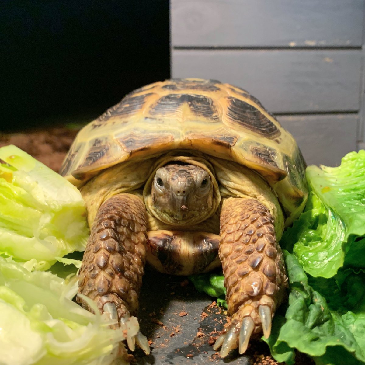 blinkblindly's tweet photo. @RoseCocoVT this is billie my russian tort!! https://t.co/AmEpYzbsNo
