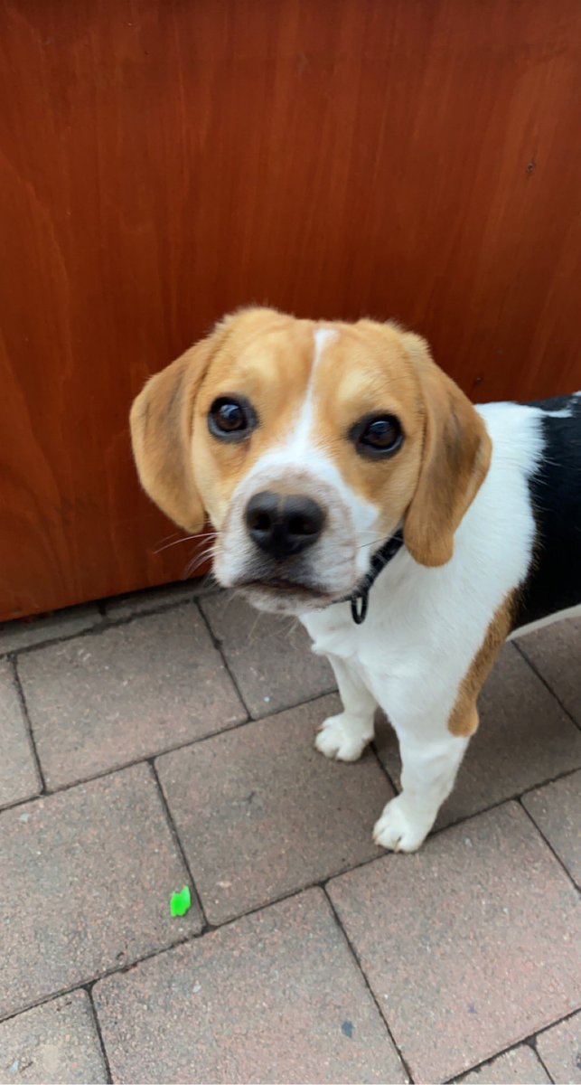 Bowie ⚡️🐶 tweet media