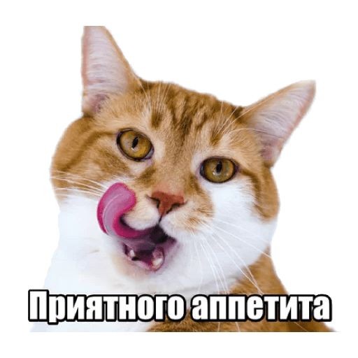 — Пришло время ужинать. К слову, это мой любимый прием пищи.