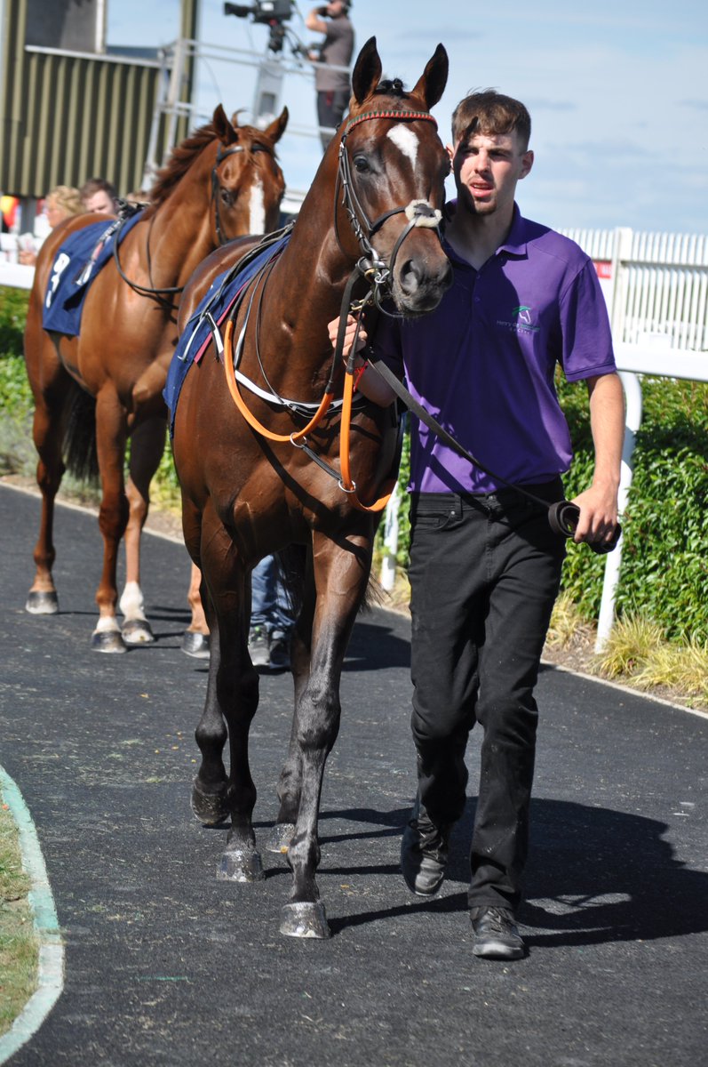 PCequinephoto's tweet photo. BIRD OF PLAY trained by @HenrydeBromhead NAAS 21-8-22 https://t.co/WvArhkDAfk