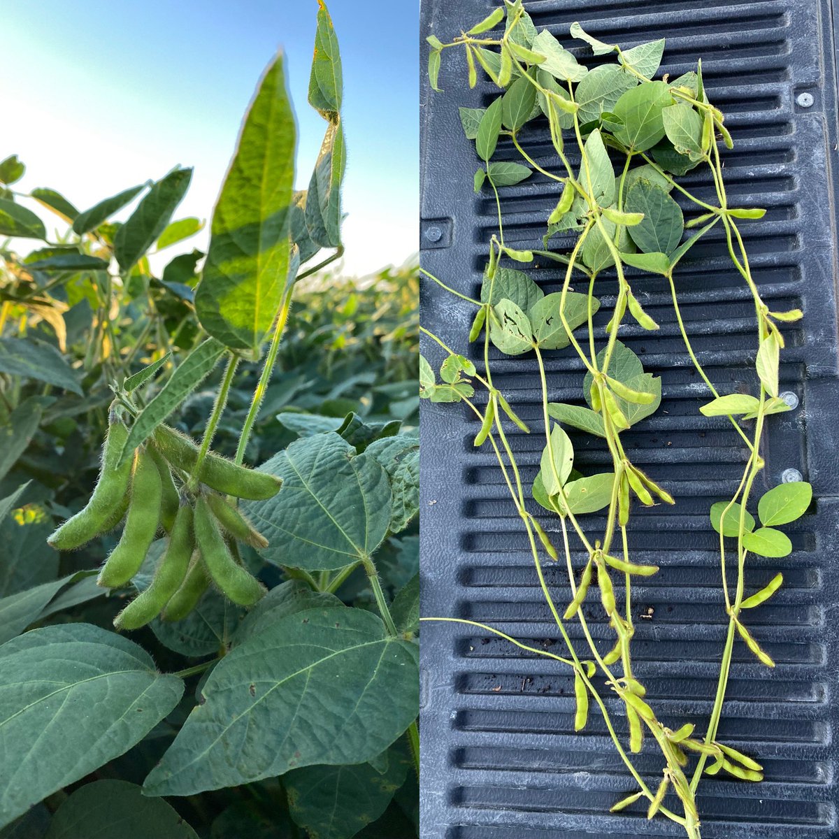 Miller Agritec Inc tweet media