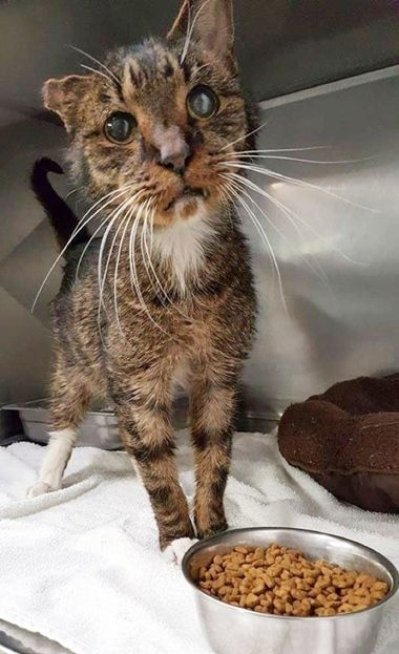 AlexandraHemmin's tweet photo. This sweet kitty is 15 years old &amp; has lived in shelters for years. Recently this loving kitty got it's fur-ever home &amp; is loved &amp; cared for. Thank you HEROES!!!!😻😻😻😻😻😻😻😻😻😻😻😻😻😻😻 https://t.co/ResDSjIXQo