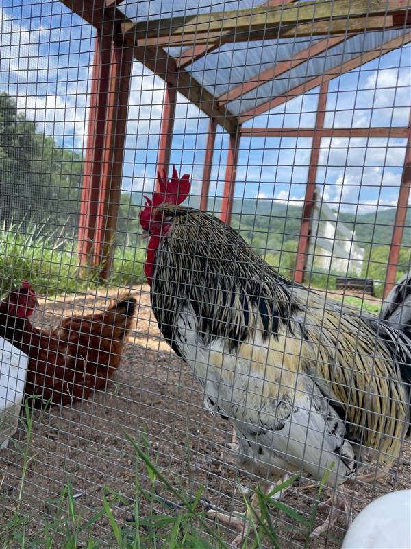 Impact Health tweet media