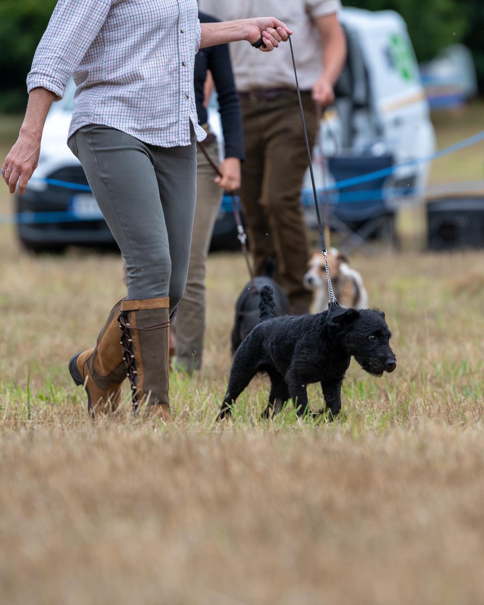 lurcherwork's tweet photo. #workingterrier #earthdog #huntterrier #patterdaleterrier #dogshow https://t.co/xIIZPzbXl3