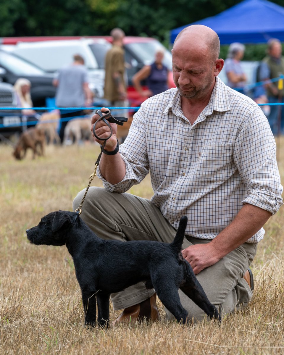 lurcherwork's tweet photo. #workingterrier #earthdog #huntterrier #patterdaleterrier #dogshow https://t.co/xIIZPzbXl3
