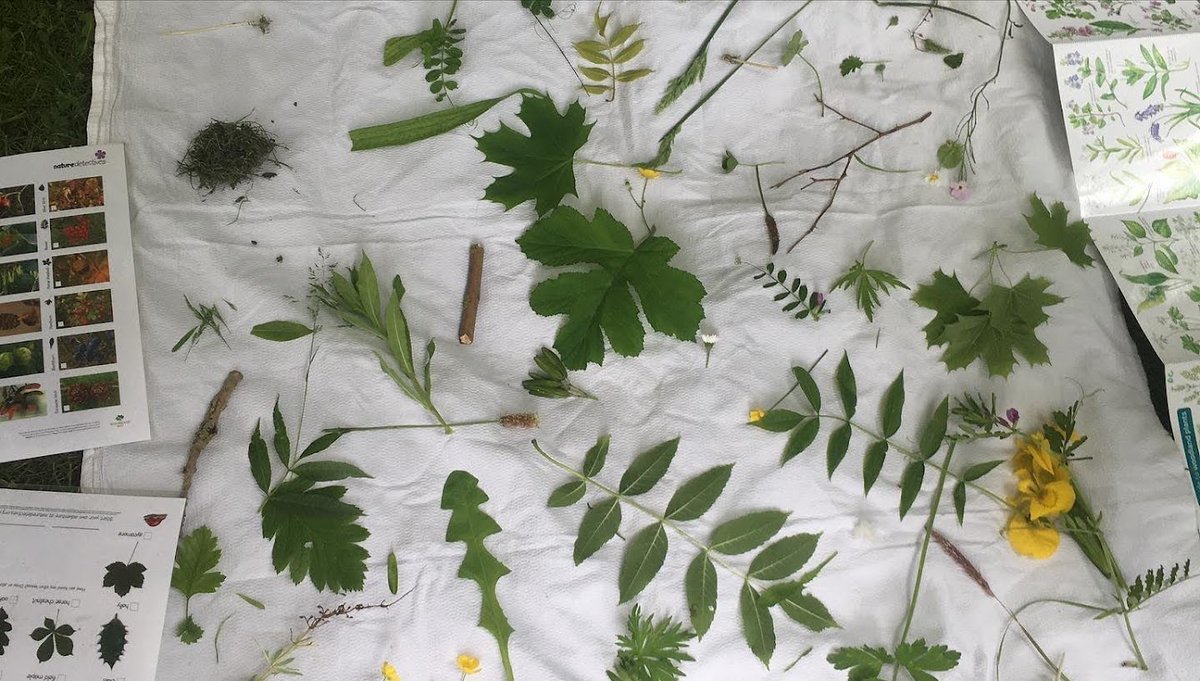 dpsforestschool tweet media