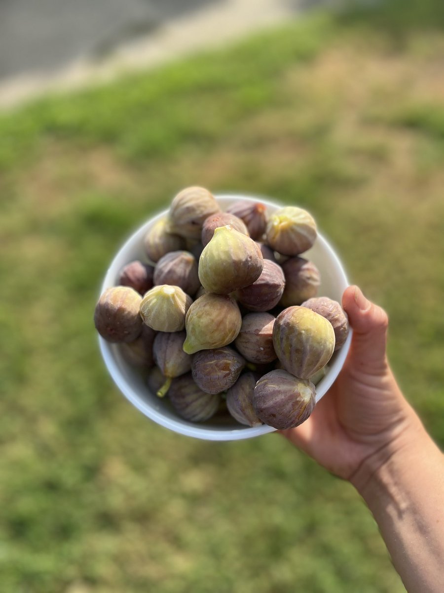 MissSunnyECSE's tweet photo. Figs from the neighbors tree.. summer makes it so easy to have locally sourced food ππ€©π«ππ₯ #VBSUMMERBINGO #summersnotoveryet https://t.co/wdGwojkIBz