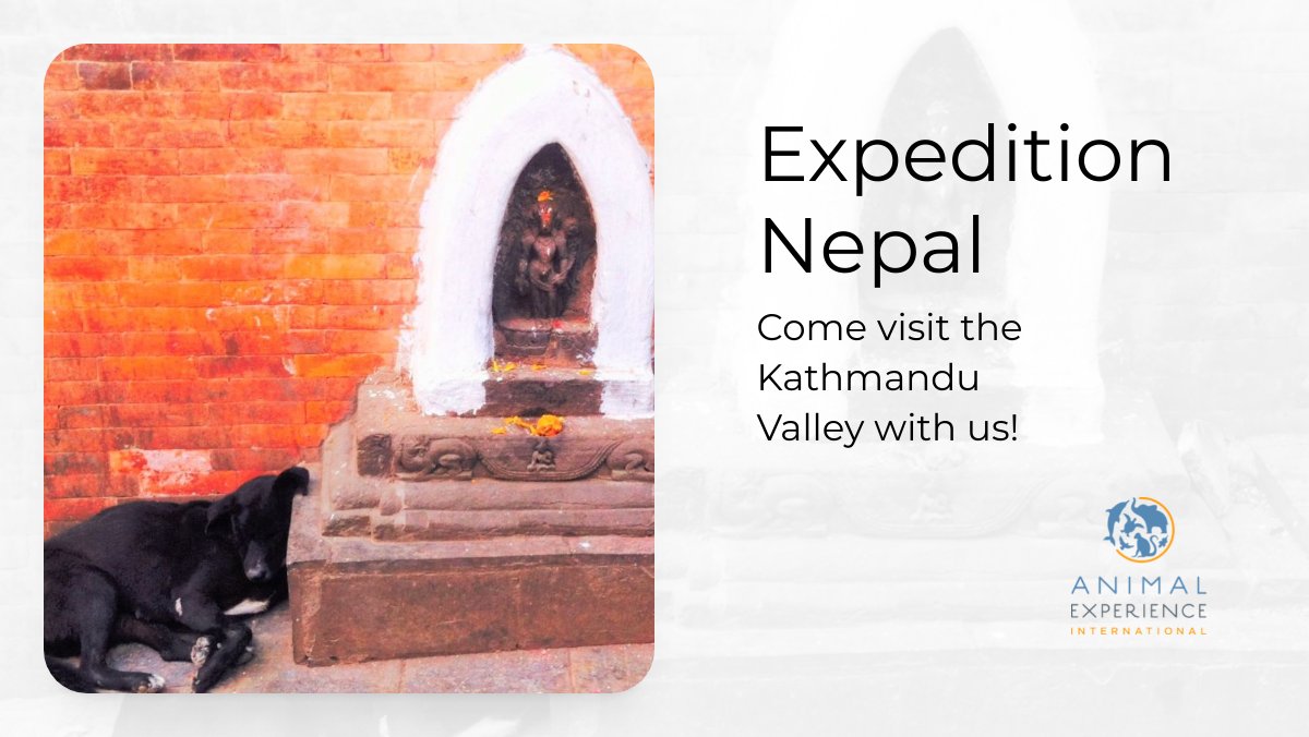 Don't Miss Your Chance to Join This Trip 🐒. We only have a few more spots for this all inclusive trip to Kathmandu. Want to live your dreams while we do all the hard logistics? Well, this is your chance! - mailchi.mp/225912ec7b60/d…