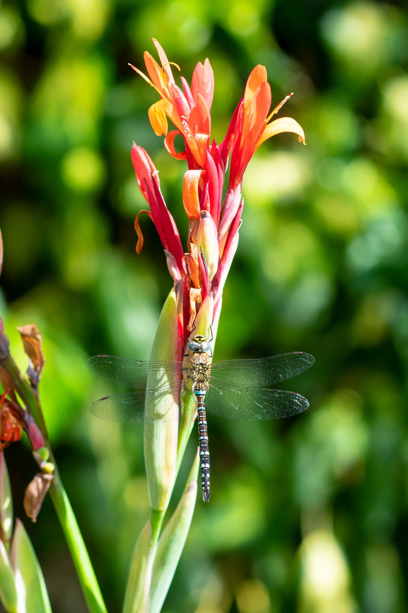 Canna Dragonfly?

Just a quick snap before this guy flew away.

#gardening #nature #dragonfly #canna #summer