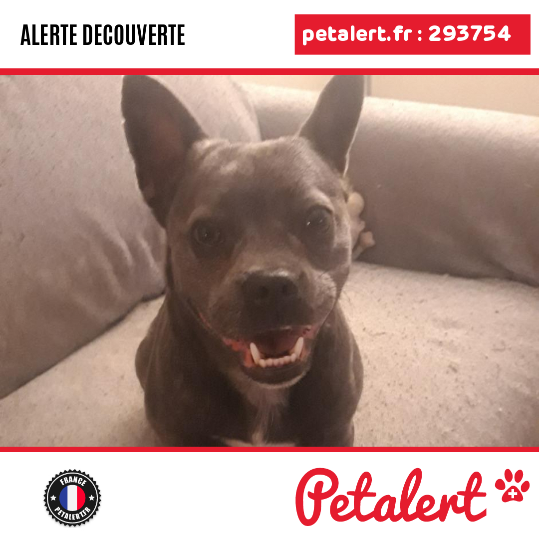 petalert_france's tweet photo. Trouvé #Chien #TerritoireDeBelfort #Belfort #Petalert #PetAlert90 / https://t.co/DLQwctqbnz https://t.co/xfS87eNYAl