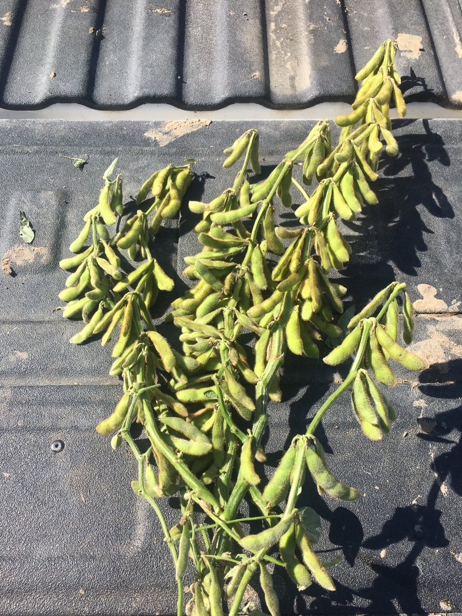 hackman_sam's tweet image. Apparently drought pisses beans off. Over 300 pods on some random plants that survived