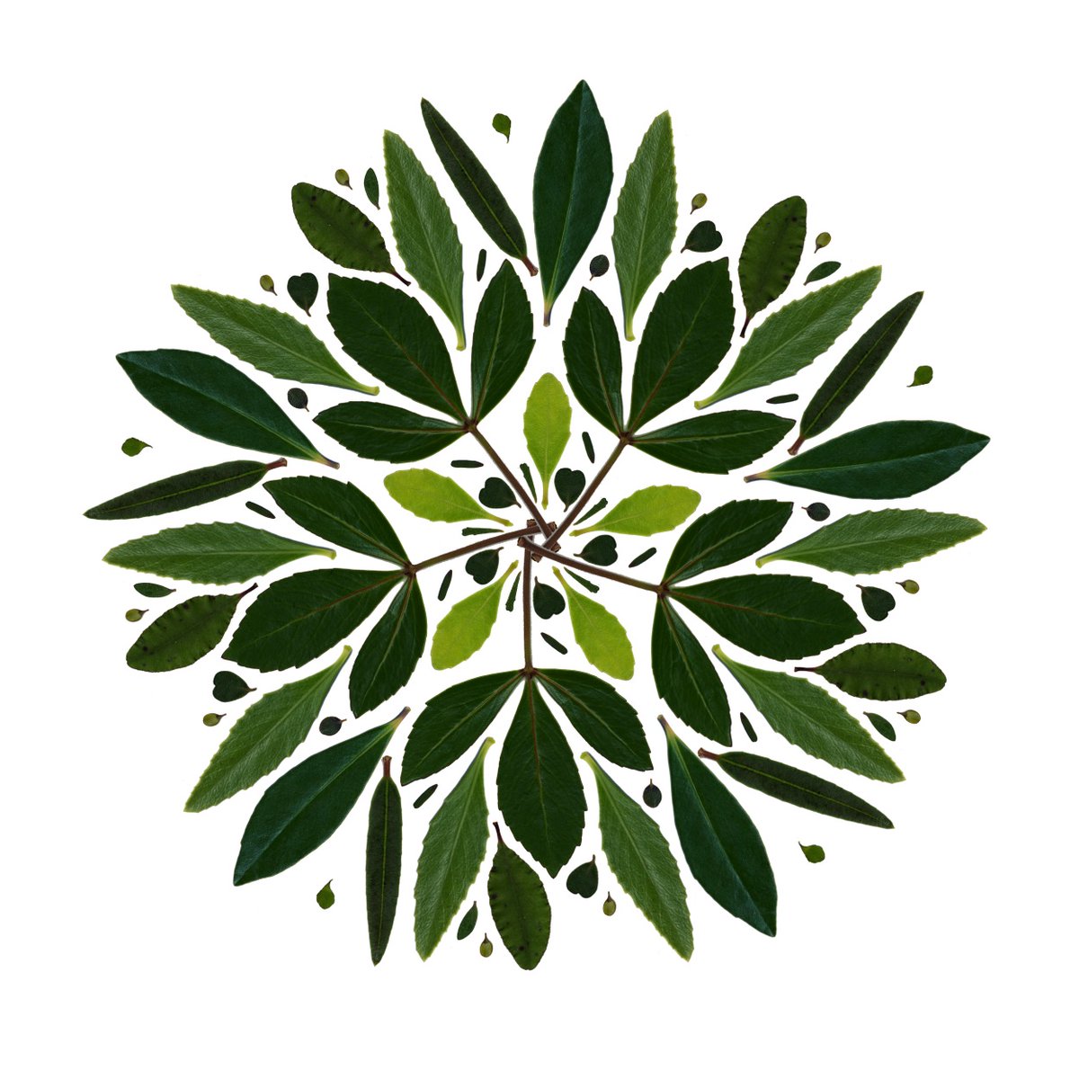 Out now our* new paper on trait evolution across changing biomes in NZ. Keep reading (🧵) for the key points, or check out the full paper:  doi.org/10.1080/030367…

📷 some of the leaves we sampled

* <a href="/MatthewLarcombe/">Matthew Larcombe</a> <a href="/botanyotago/">Department of Botany</a>, Ben Potter <a href="/ScienceUoA/">Faculty of Science, University of Auckland</a>, Bill Lee <a href="/mwlr_nz/">Manaaki Whenua Landcare Research</a>

1/8