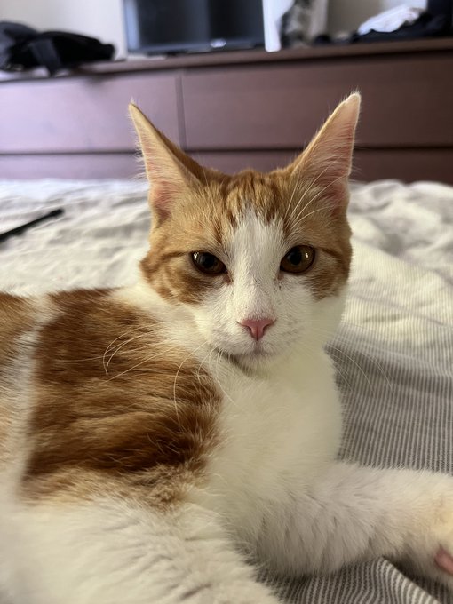 Meet Eddie! And yes he&rsquo;s named after Eddie Munson https://t.co/dn1fBqKD6b<a href="/tag/mvsales"class="tags"><span>#mvsales</span></a>