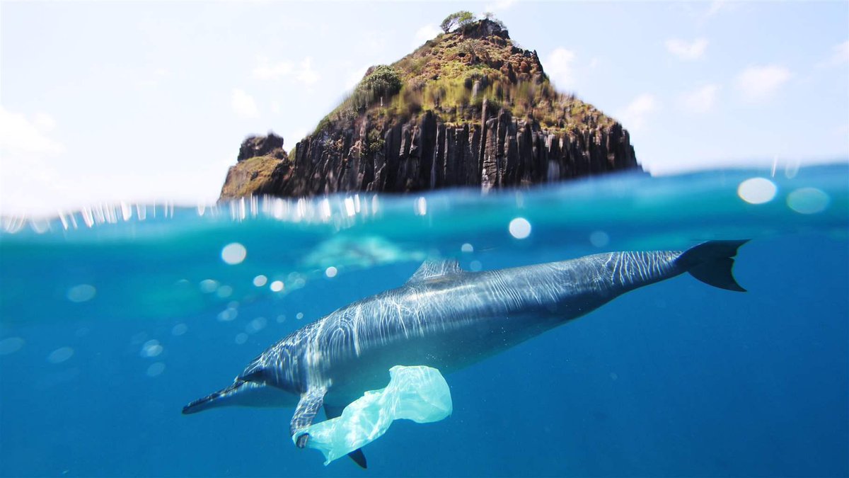 janaschmidtt's tweet photo. Luckily, Dolphins are usually smart enough to not eat the plastic that they come across in the ocean, but they still eat other animals who have ingested plastics. #39canimals https://t.co/RXJhiGdGYh