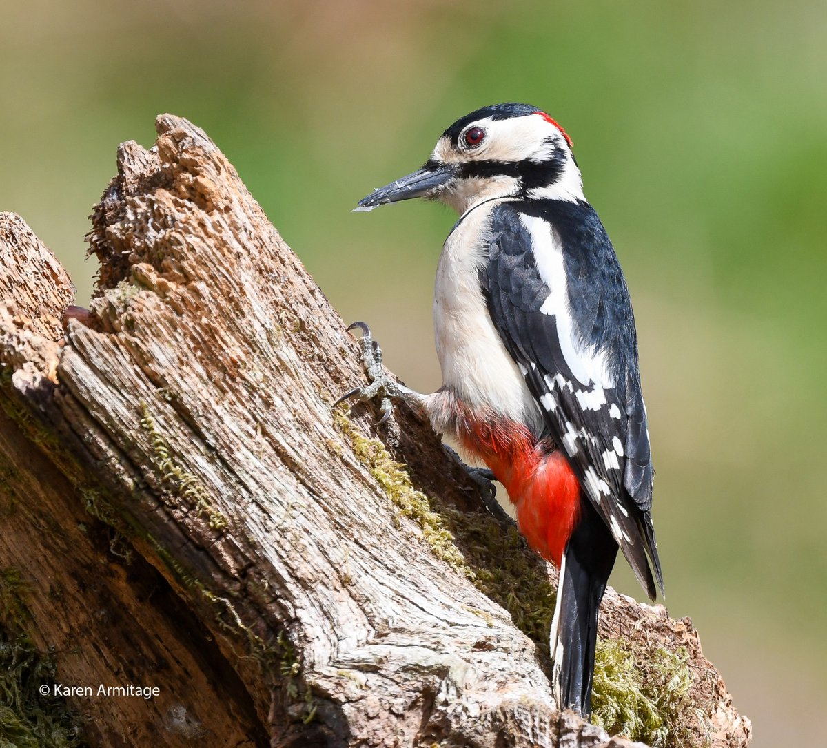 A great spotted woodpecker on the lookout
#NaturePhotography 
#BirdsSeenIn2022
