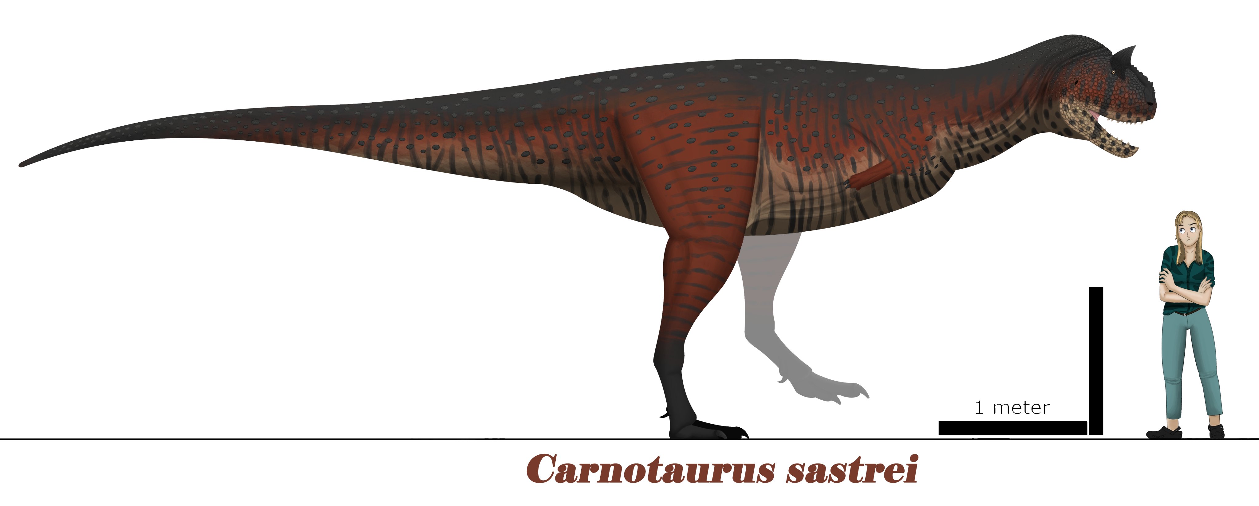 Carnotaurus Size Comparison