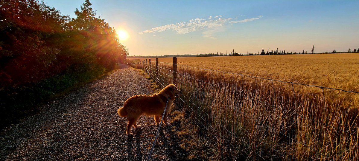 SandyKoroll's tweet photo. A gorgeous night to be walking the trail around wheat fields on the Battery Creek Trail in Devon,AB #RVA #trekthetrails #rivervalleyalliance #devonAlberta #townofdevon https://t.co/oHuW6yWqiJ