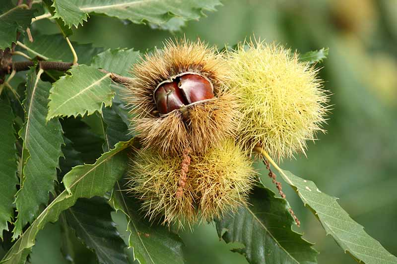 Gardeners_Path_'s tweet photo. How to Identify and Manage Common Chestnut Tree Pests - Want to grow your own chestnut trees? Read our guide on Gardener's Path now to learn which pests to be on the lookout for, and how to prevent or control an infestation. #nuttrees #chestnuts https://t.co/bl8y0gBYTU https://t.co/wzrsa3qeRR