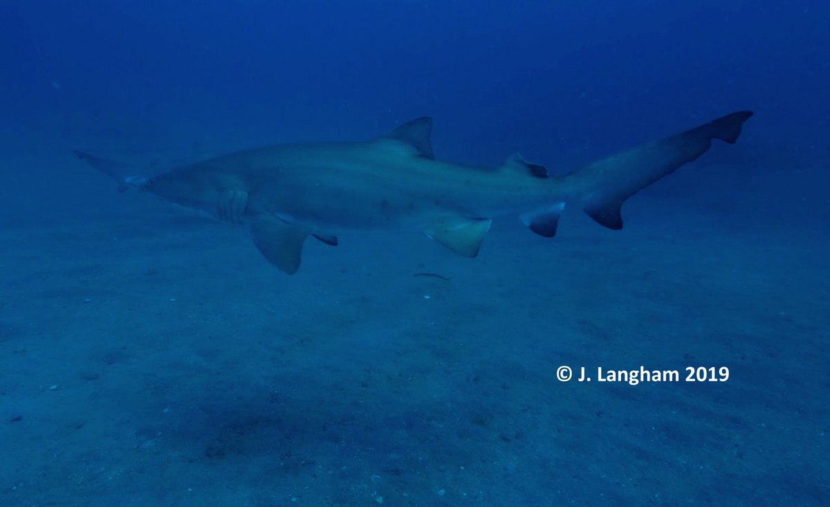 SpotASharkUSA's tweet photo. It's #MatchingMonday 🎉
Meet Crescent, a female #sandtigershark that had not seen since 2019 until this past June of 2022. Crescent was spotted 2x in May 2019 on the SPAR wreck &amp; this year on the Aeolus! 🤿
We are so happy to see Crescent again🦈
📸 J. Langham 
📸 Frank Krasovec https://t.co/xLjK8w2QO8