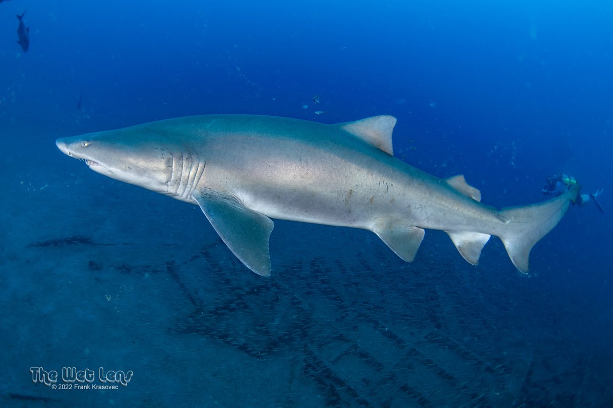 SpotASharkUSA's tweet photo. It's #MatchingMonday 🎉
Meet Crescent, a female #sandtigershark that had not seen since 2019 until this past June of 2022. Crescent was spotted 2x in May 2019 on the SPAR wreck &amp; this year on the Aeolus! 🤿
We are so happy to see Crescent again🦈
📸 J. Langham 
📸 Frank Krasovec https://t.co/xLjK8w2QO8