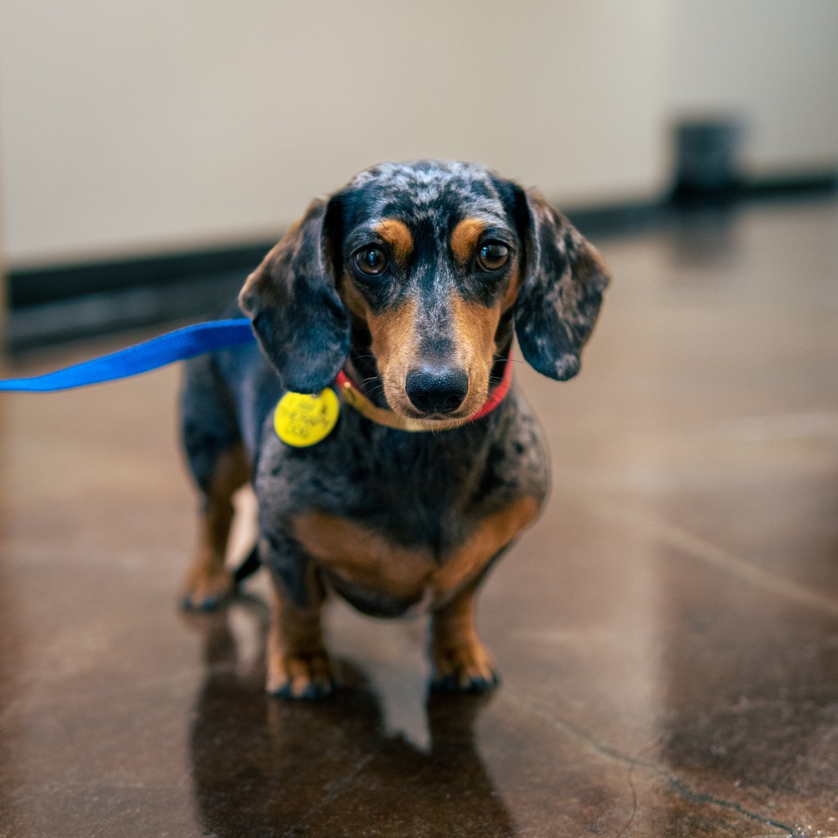 CiscoCollege's tweet photo. Therapy dogs were on both campuses this morning and will be back through Thursday, 9:00 AM - 1:00 PM. Stop by room 122 in Abilene or the Maner Memorial Library in Cisco to visit them. https://t.co/pT3zrWrIHr
