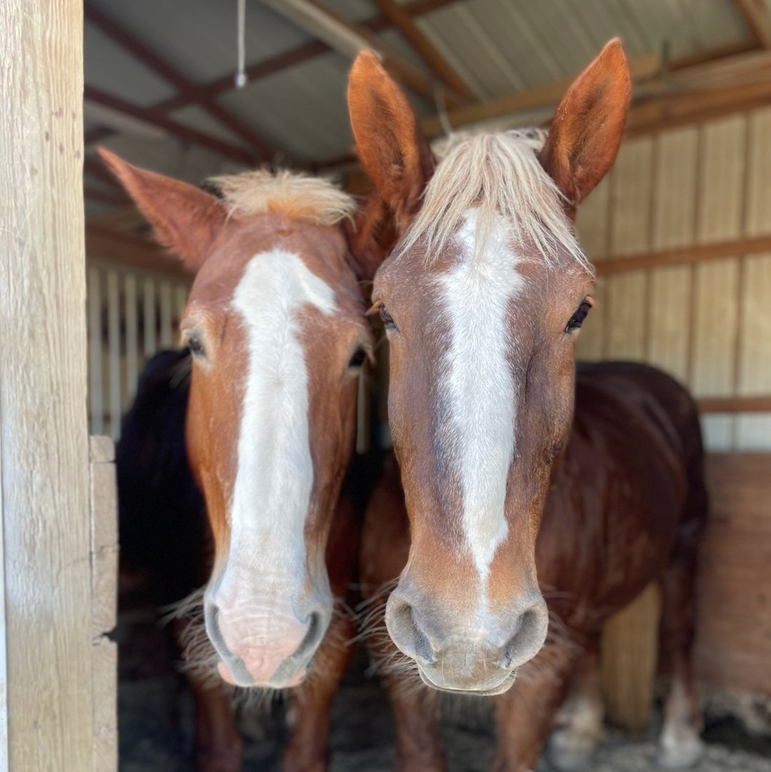 farmhousefresh's tweet photo. Summer + Autumn = BFFL π»β
β
Who could you not picture your life without? @ them below. Let's spread a little bestie love today π #farmhousefresh https://t.co/tmjsjui0JI