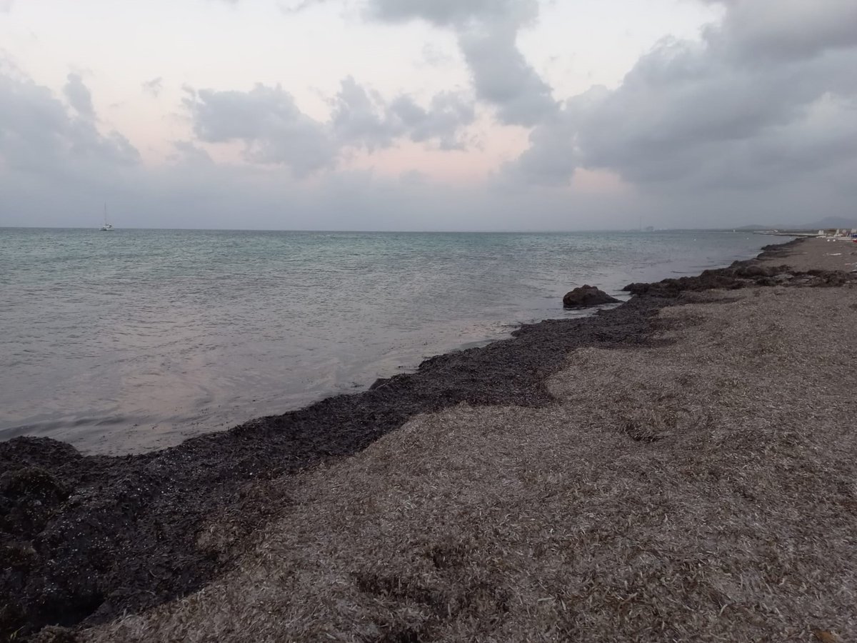 StintinoBlog's tweet image. #LeSaline in questi giorni. Fa uno strano effetto vedere la battigia di questa splendida #spiaggia trascurata nella #pulizia e sommersa da #alghe. I suoi sassolini bianchi ora non si vedono più. Speriamo che ci mettano #rimedio quanto prima #Stintino #Sardegna #Turismo #vacanze