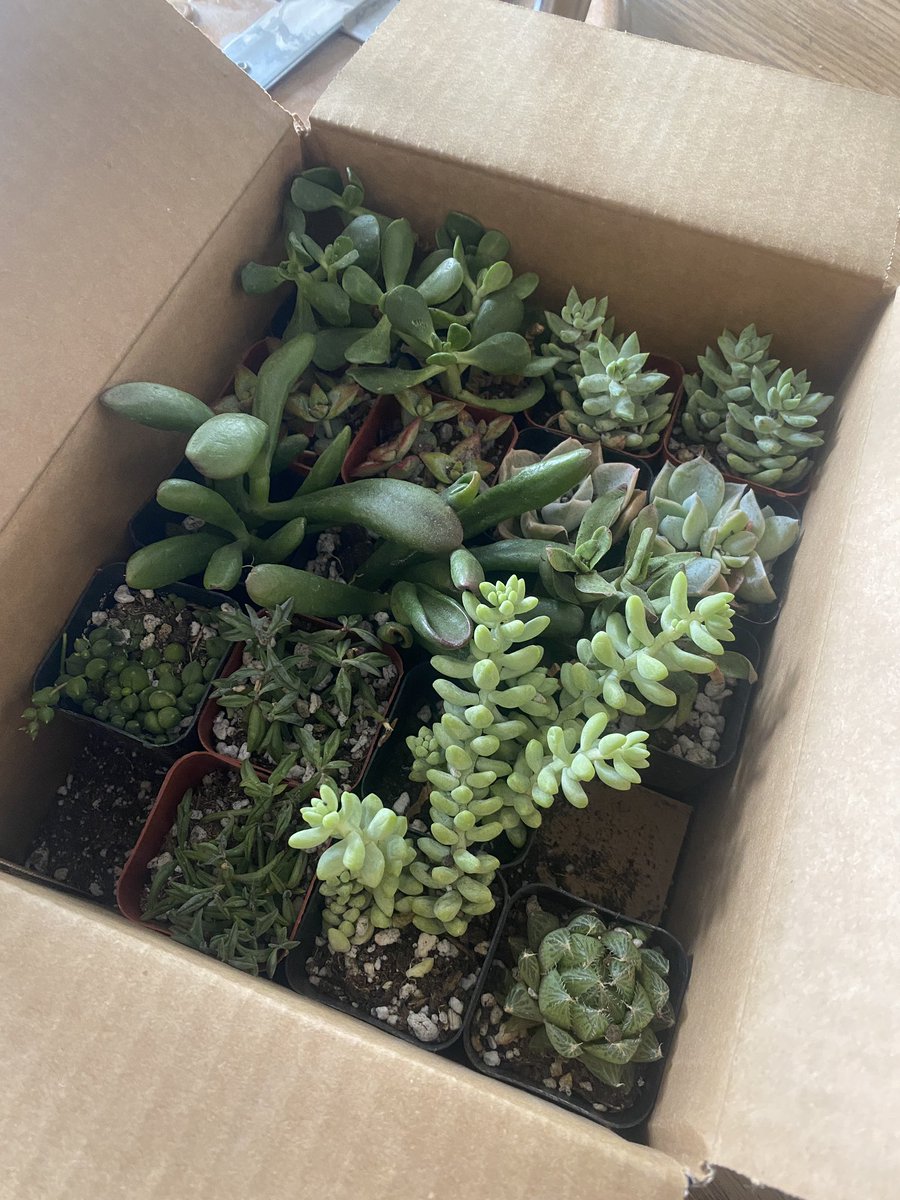 3d_mhs's tweet photo. Our succulents arrived for our 1st pinch pot project in Ceramics 1. Why does this excite me so much?
#ceramics #arteducation #fultonartsstrong @ArtsFCS @JonesBC_MHS @dpbrown99 @CaptainPainter https://t.co/IEMwg68Rln