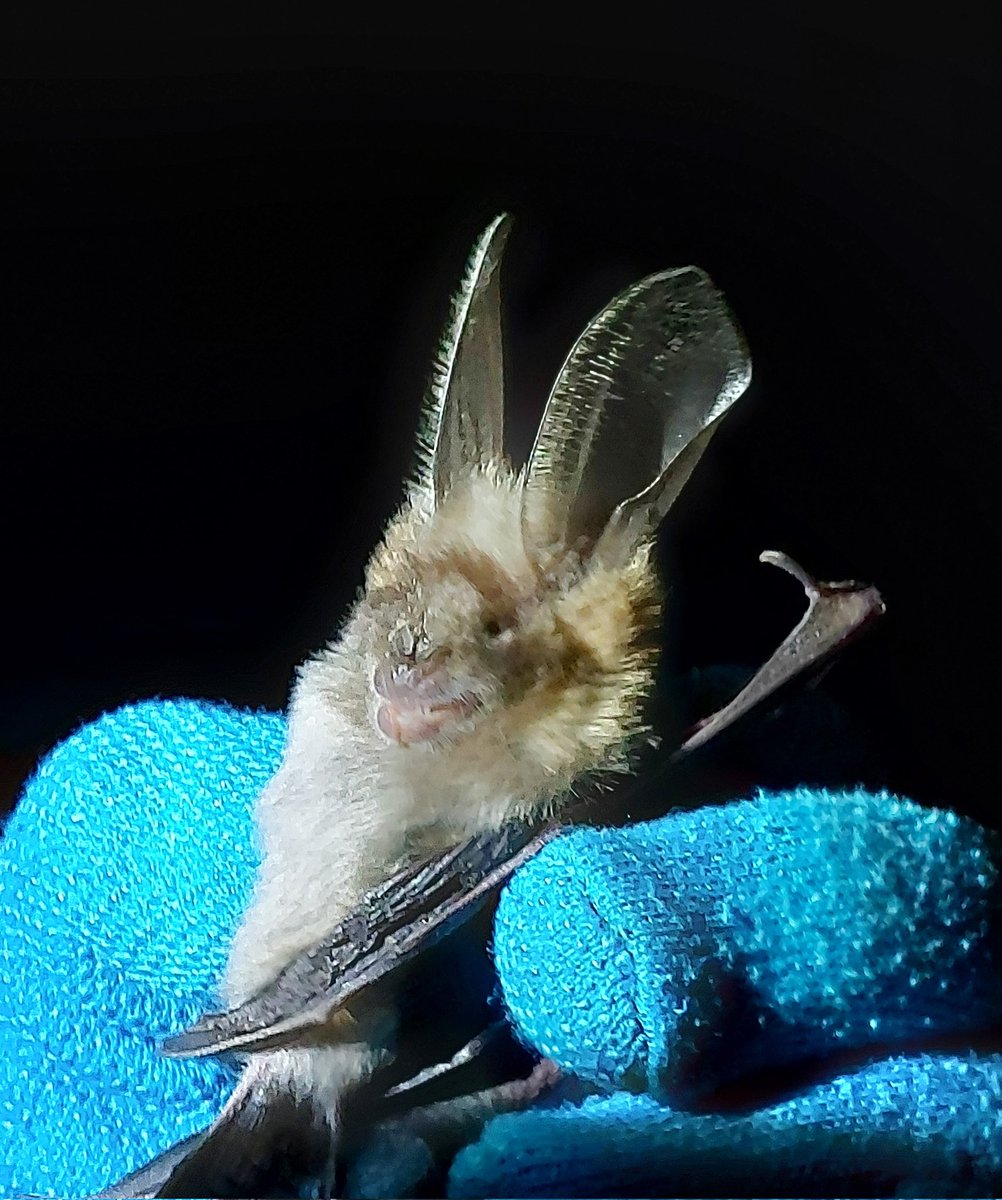 Our new review on bats and climate change is out and open access! A great collaborative effort from @COSTprogramme network. Find out more here: https://t.co/PZ6jKxypjg @OrlyRazgour @PartyFranci   @leonardoancillo 