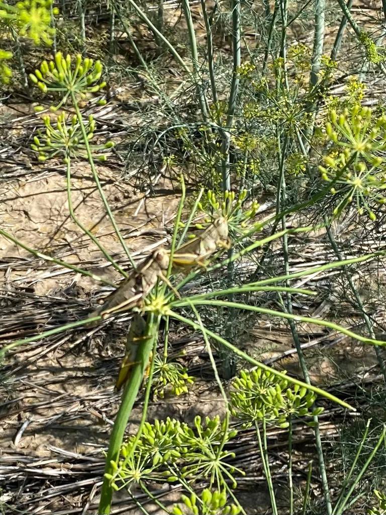 QuattroSeeds's tweet photo. Doggone Grasshoppers are getting a taste for the dill now. Are you seeing these little rascals in your crops? #MondayBlues #essentialoils #farmingproblems #AgTwitter #westcdnag https://t.co/2hVvUubLcx