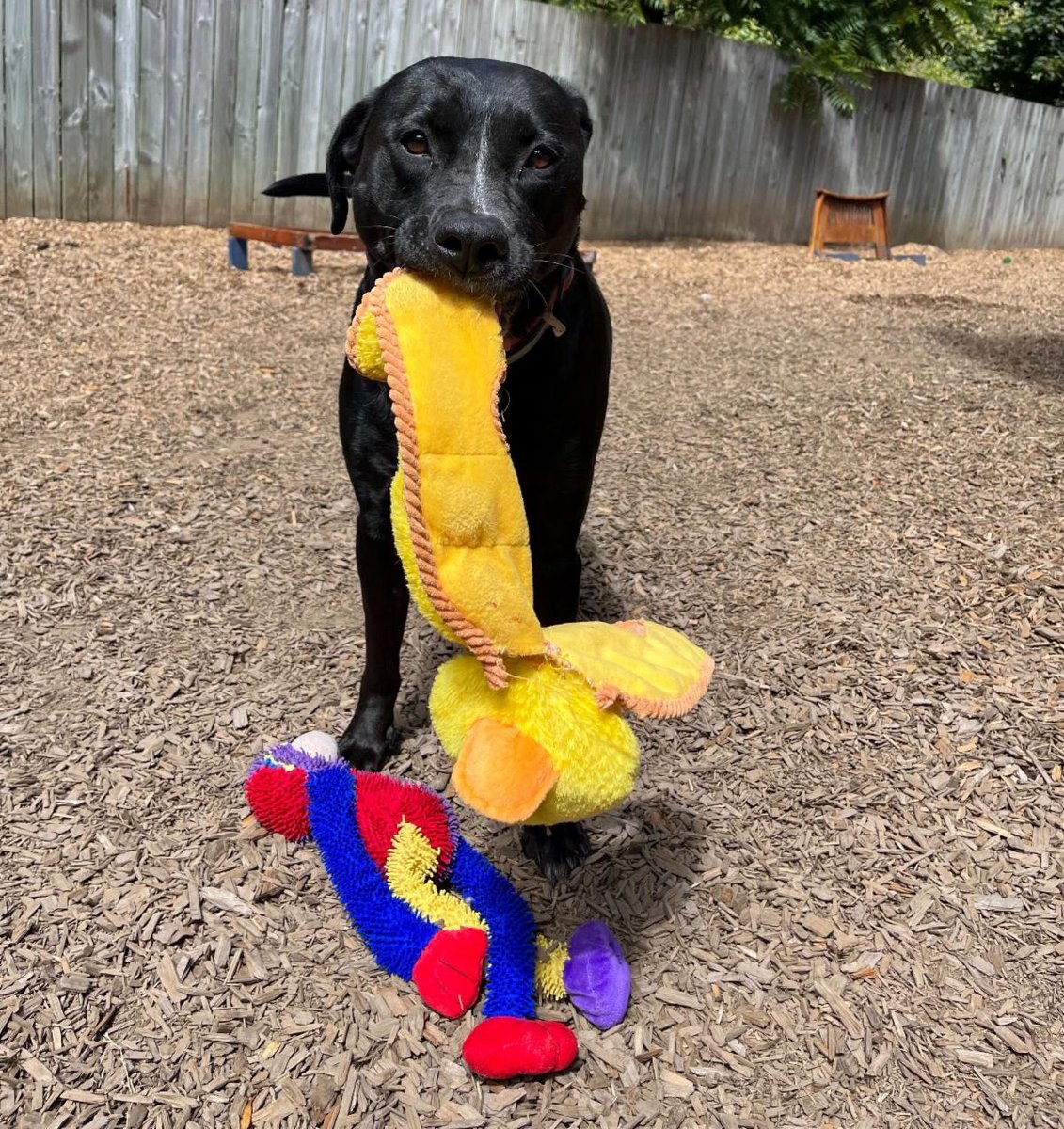 Heartland Humane tweet media