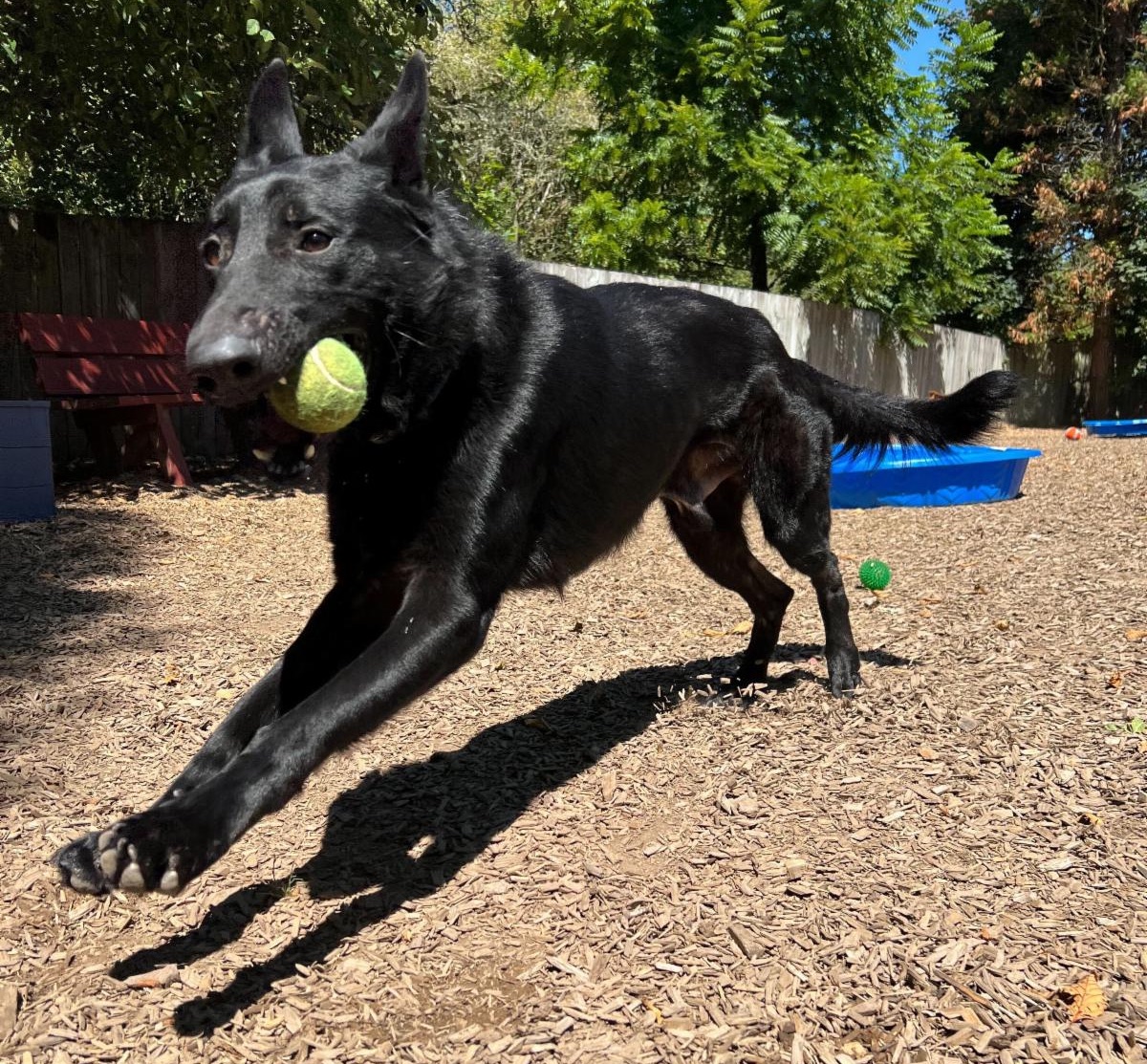 Heartland Humane tweet media