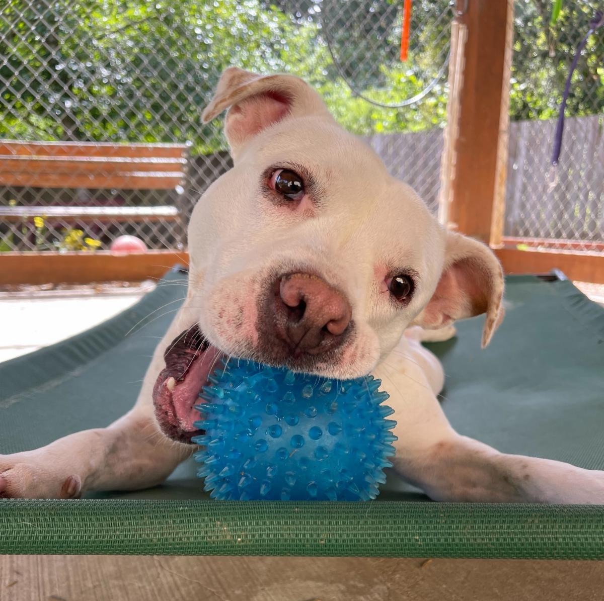 Heartland Humane tweet media