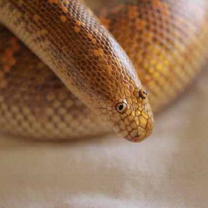 todayyearsold's tweet image. Today I learned about the Arabian sand boa. It looks like a child’s best effort at drawing a snake.
