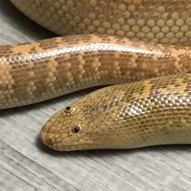 Today I learned about the Arabian sand boa. It looks like a child’s best effort at drawing a snake.