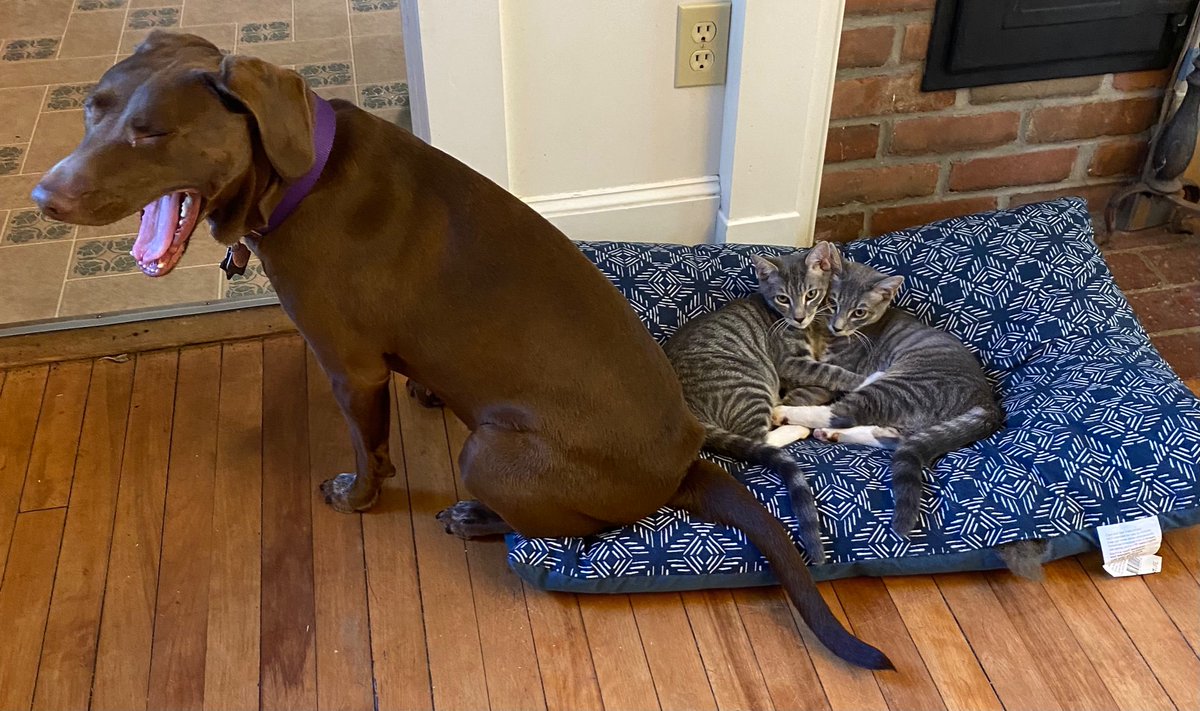 tempfelix tweet media