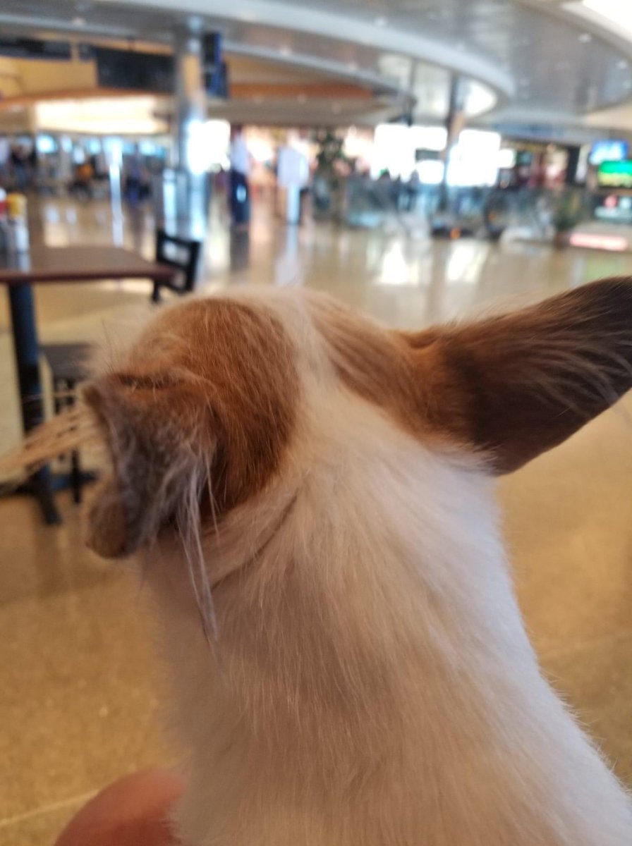 Honey &amp; Susan are off to Vegas for Superzoo &amp; then on to L A. For the kick off for our pet adoption tour,  #getyourkicksonroute66 we travel from L.A. to Chicago .. on the road 6 weeks supporting adoption events and raising money for the shelters - ➡️fidofriendly.com/blog/fido-frie…