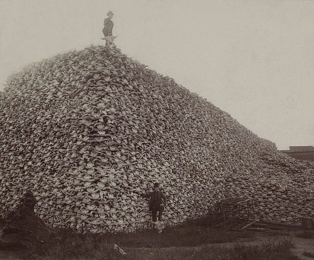 RT @LakotaMan1: The massacre of the buffalo was a crime against the earth itself — wouldn’t you agree? https://t.co/1W1ieVXyYk