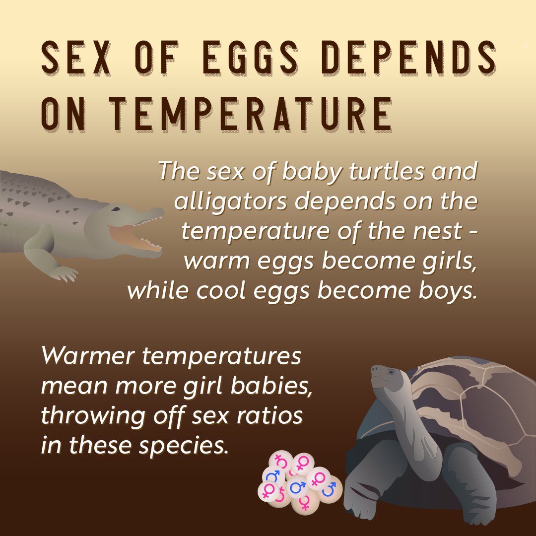 usgs_climate's tweet photo. Slither into a new week with a new #5ClimateEffects graphic! Swipe through to learn about how #ClimateChange impacts #reptiles 🦎and their habitats. Want more #infographics like this? Tell us what plants/animals to do next in the comments! https://t.co/CdbBuFOJ7g