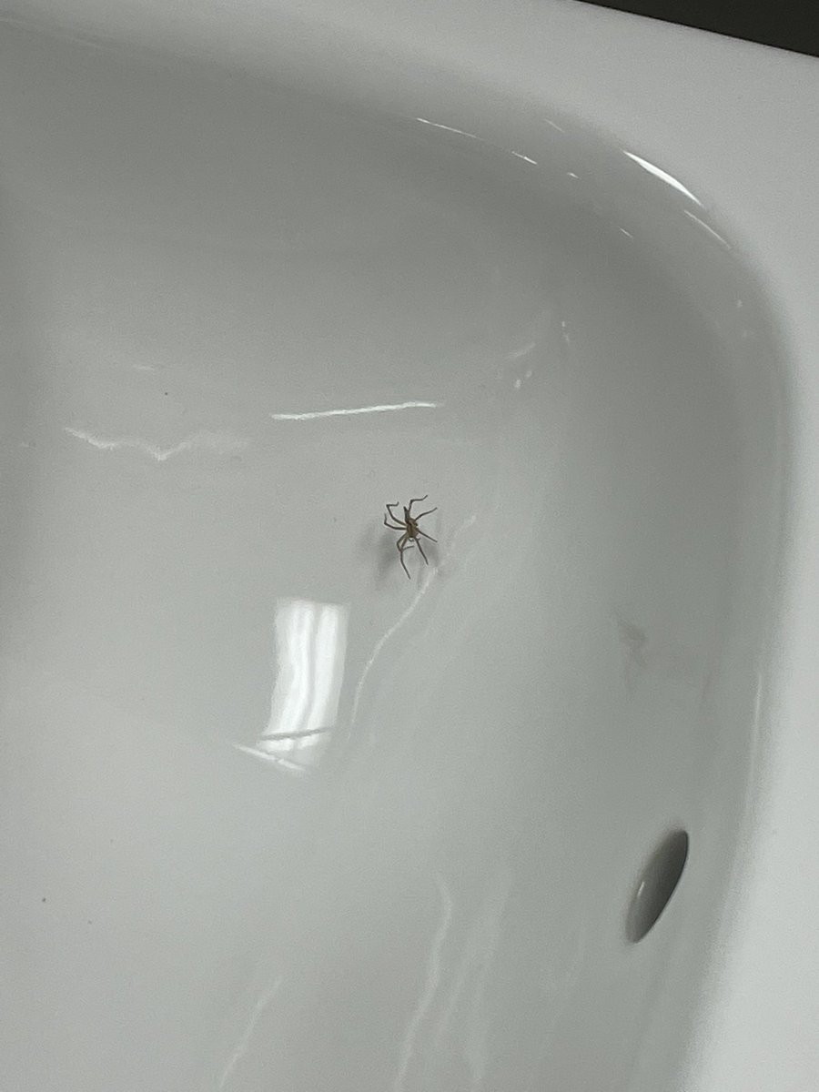 ahhh the cactus so pain on my dick on Twitter "why are there always