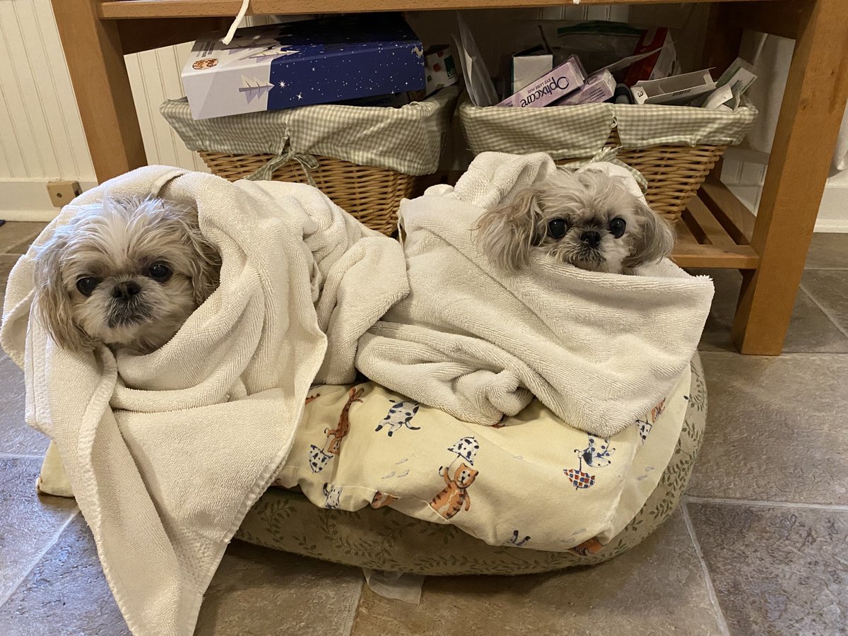 The soggy doggie situation.
