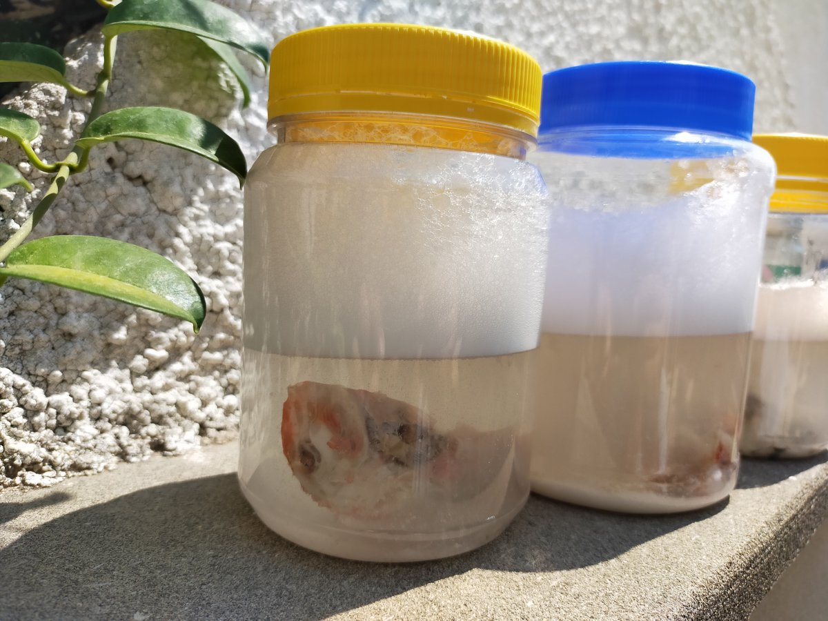 SACHROFICS tweet media