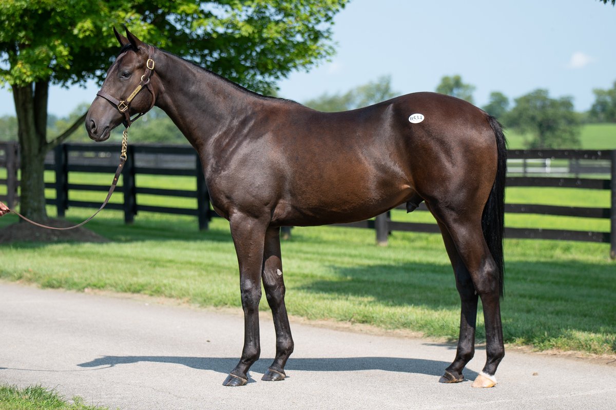 TaylorMadeSales's tweet photo. 🌞(TM WEEKEND RECAP 📰)

🏆T MAX (3018) MSW winner first time out! #ReadyMadeRacing
🏆GREAT ESCAPE (534) Winner of the G3 Canadian Derby #MidnightStorm 
🏆LET'S GO BIG BLUE (423) Winner first time out in a MSW at Saratoga on Friday! 🏇

👏 Congrats to all connections! #TMGRADS https://t.co/6vkA5fcURD