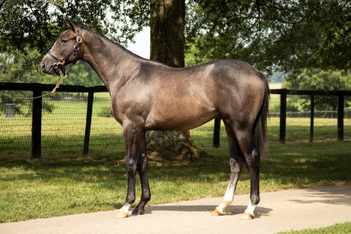 TaylorMadeSales's tweet photo. 🌞(TM WEEKEND RECAP 📰)

🏆T MAX (3018) MSW winner first time out! #ReadyMadeRacing
🏆GREAT ESCAPE (534) Winner of the G3 Canadian Derby #MidnightStorm 
🏆LET'S GO BIG BLUE (423) Winner first time out in a MSW at Saratoga on Friday! 🏇

👏 Congrats to all connections! #TMGRADS https://t.co/6vkA5fcURD