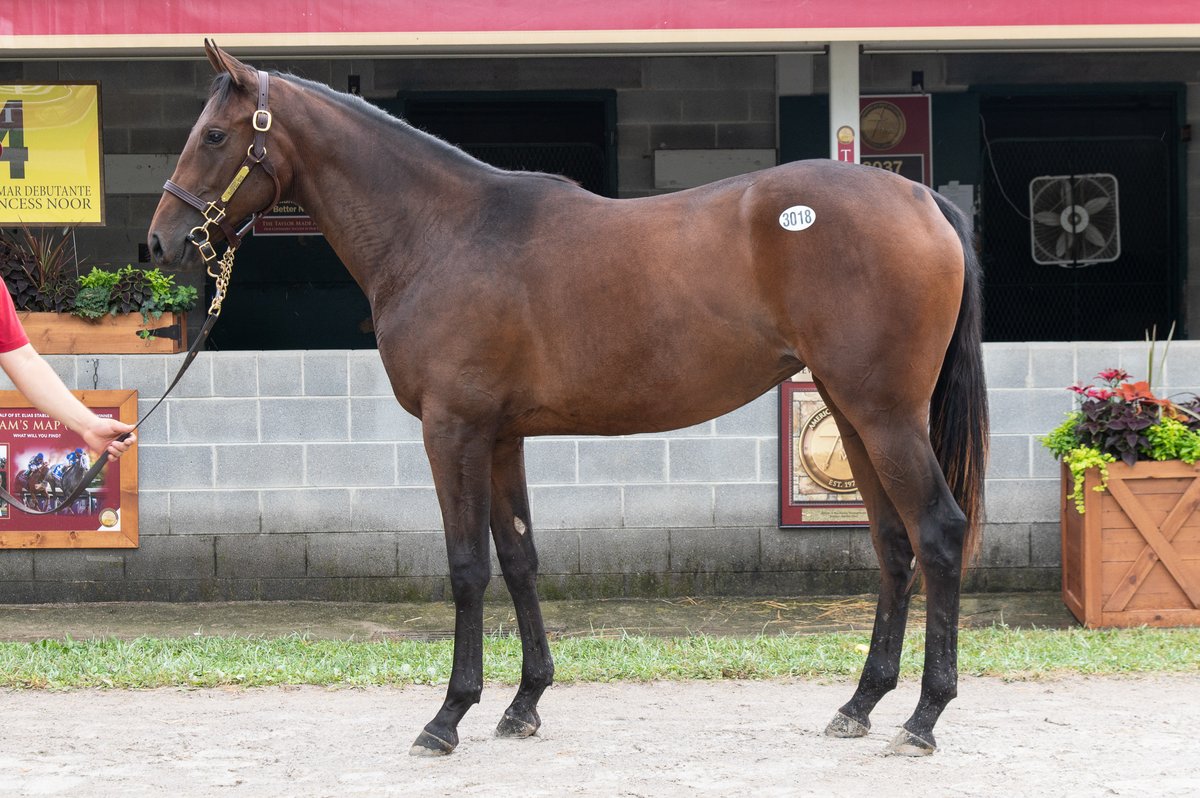 TaylorMadeSales's tweet photo. 🌞(TM WEEKEND RECAP 📰)

🏆T MAX (3018) MSW winner first time out! #ReadyMadeRacing
🏆GREAT ESCAPE (534) Winner of the G3 Canadian Derby #MidnightStorm 
🏆LET'S GO BIG BLUE (423) Winner first time out in a MSW at Saratoga on Friday! 🏇

👏 Congrats to all connections! #TMGRADS https://t.co/6vkA5fcURD