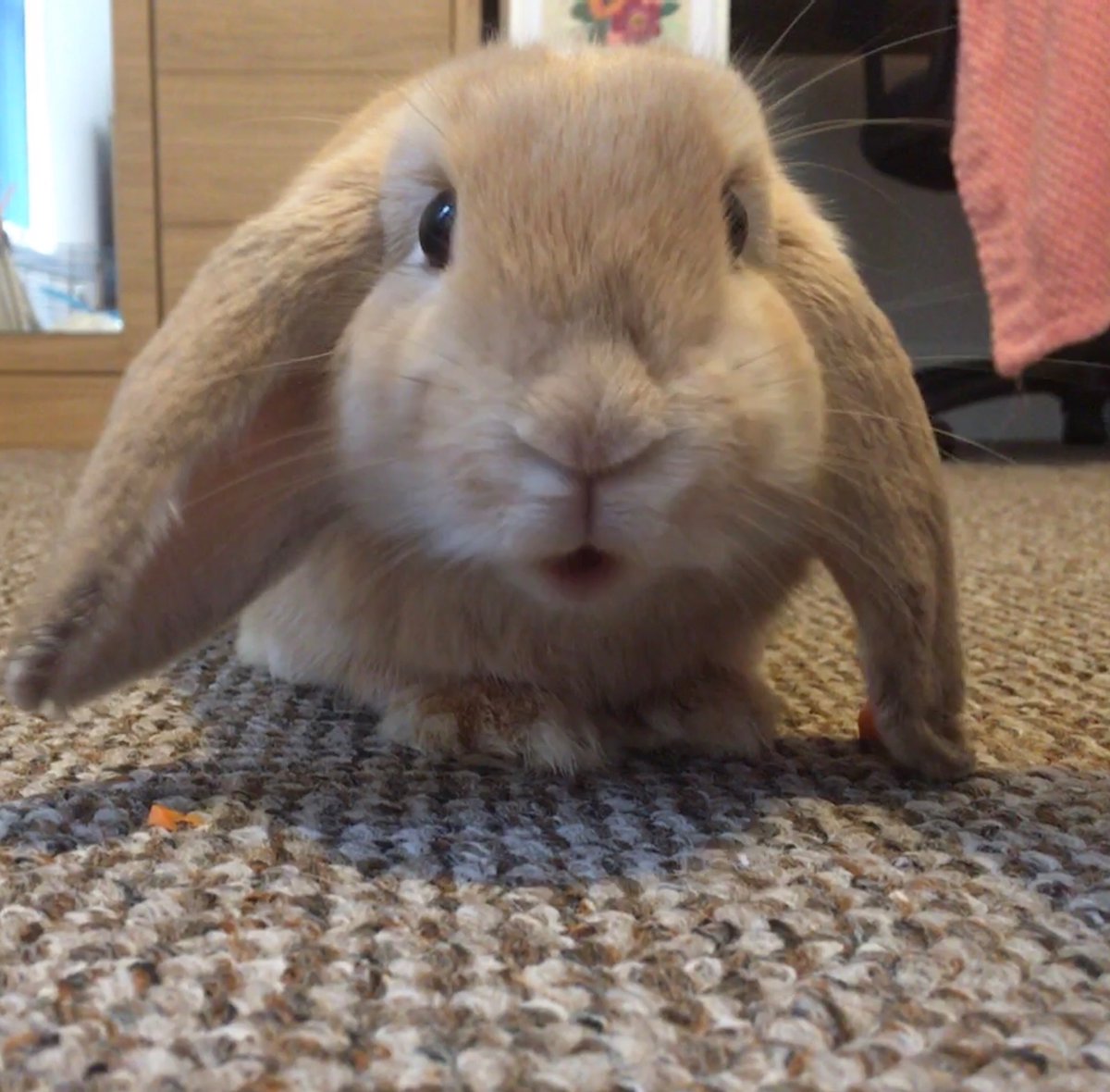 Getting in after a long day to this little fluff 🥰