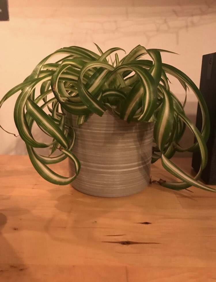 SarahRob81's tweet photo. Just given my classroom plant a fringe. I think it looks rather good. https://t.co/h7AH13Hd6m