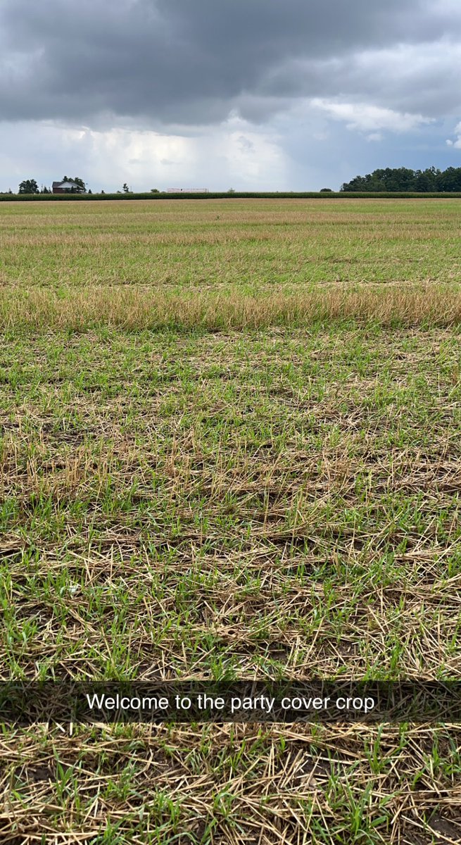 Cover crop coming nicely